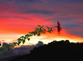 Bougainvillea Sunset